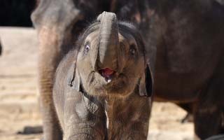Elefant